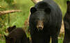 Kalifornia eviduje prvý prípad, keď človeka zabil medveď baribal