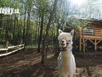 Skvelý tip na výlet: Pri syslej lúke na Muránskej planine vznikol nový rodinný park Obrovisko