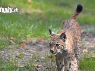 Ohrozením populácie rysa na Slovensku je úbytok až strata vhodných biotopov, tvrdí Štátna ochrana prírody