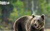Informácie o pohybe medveďa v okrese Skalica sa zatiaľ nepotvrdili, uvádza polícia