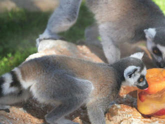 Aj zvieratá sa potrebujú počas horúčav schladiť. V košickej zoo niektorým podávali 