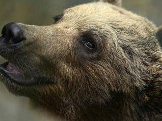 Envirorezort zaznamenal v tomto roku 15 útokov medveďa na človeka