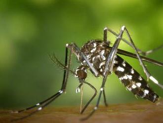 Invázny komár tigrovaný si vytvoril v Bratislave lokálnu populáciu. Prenáša 22 rôznych vírusov