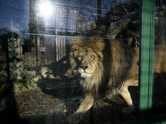 Ďalšie utrpenie by bolo neprijateľné. Jeden zo symbolov bojnickej zoo uspali