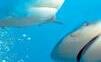 Vedci sú znepokojení, žraloky pri Brazílii majú v sebe vysoké množstvo kokaínu