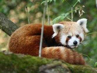 Bojnická zoo neskrýva radosť. Narodili sa tam dve mláďatá ohrozenej pandy červenej