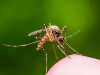 Alarmujúca situácia v okolí Bratislavy: Dosiahne počet komárov úroveň KALAMITY?! Veľká kritika magistrátu