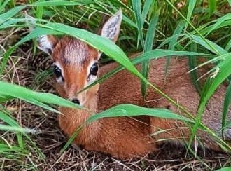 Veľká radosť v bojnickej zoo: Narodila sa Subira! Aha, na tú krásku