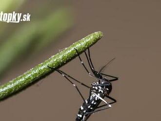 Horúčka dengue na Slovensku! V tomto roku evidovali päť prípadov