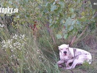 Otrasné! Psa priviazali za auto a ťahali: Z FOTO úbohého zvieraťa sa chce plakať, LEN pre silné povahy