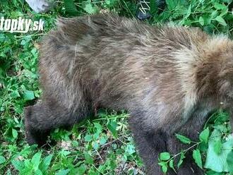 Závažné zistenia! Odborník odhalil veľké KLAMSTVO v prípade útoku medveďa v Tatrách: To nie je všetko