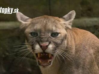 AKTUÁLNE Fatálna tragédia na Horehroní: Chovateľa v kontaktnej zoo zabila šelma