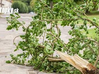 Spadnutý strom poškodil bytovku: O povolenie na výrub čaká mesto niekoľko mesiacov