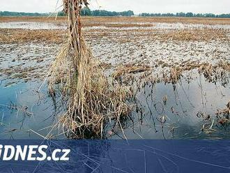 Do polí s bramborami se nedá vjet, povodně snad smetly i hraboše