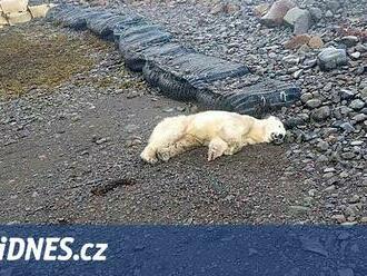 Na Islandu se po letech objevil lední medvěd. Policie  ho zastřelila