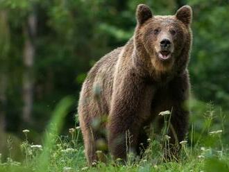 V meste na Slovensku spozorovali MEDVEĎA: Nachádza priamo v PARKU! Na miesto smeruje zásahový tím